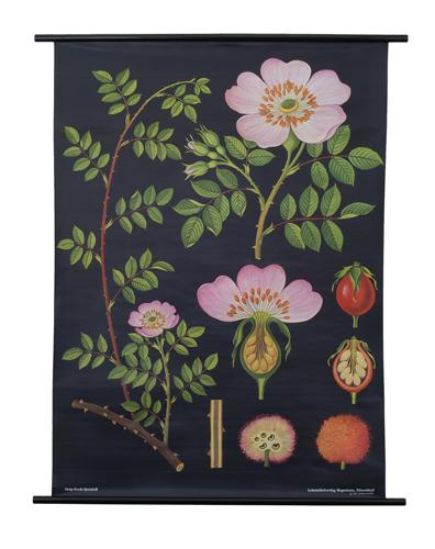 botanische poster met rozen