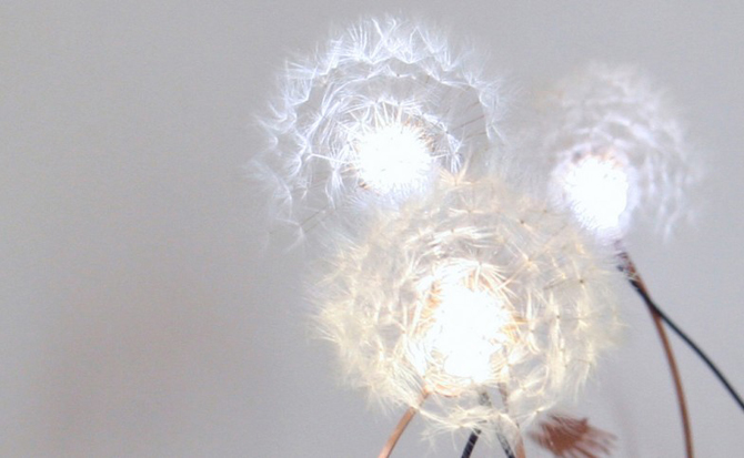 Dandelight paardebloem