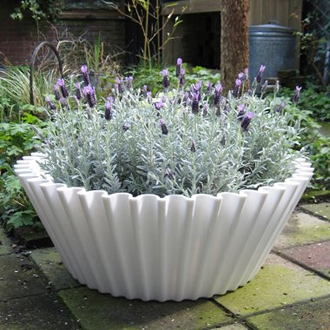 Sweet cakes in tuin met lavendel
