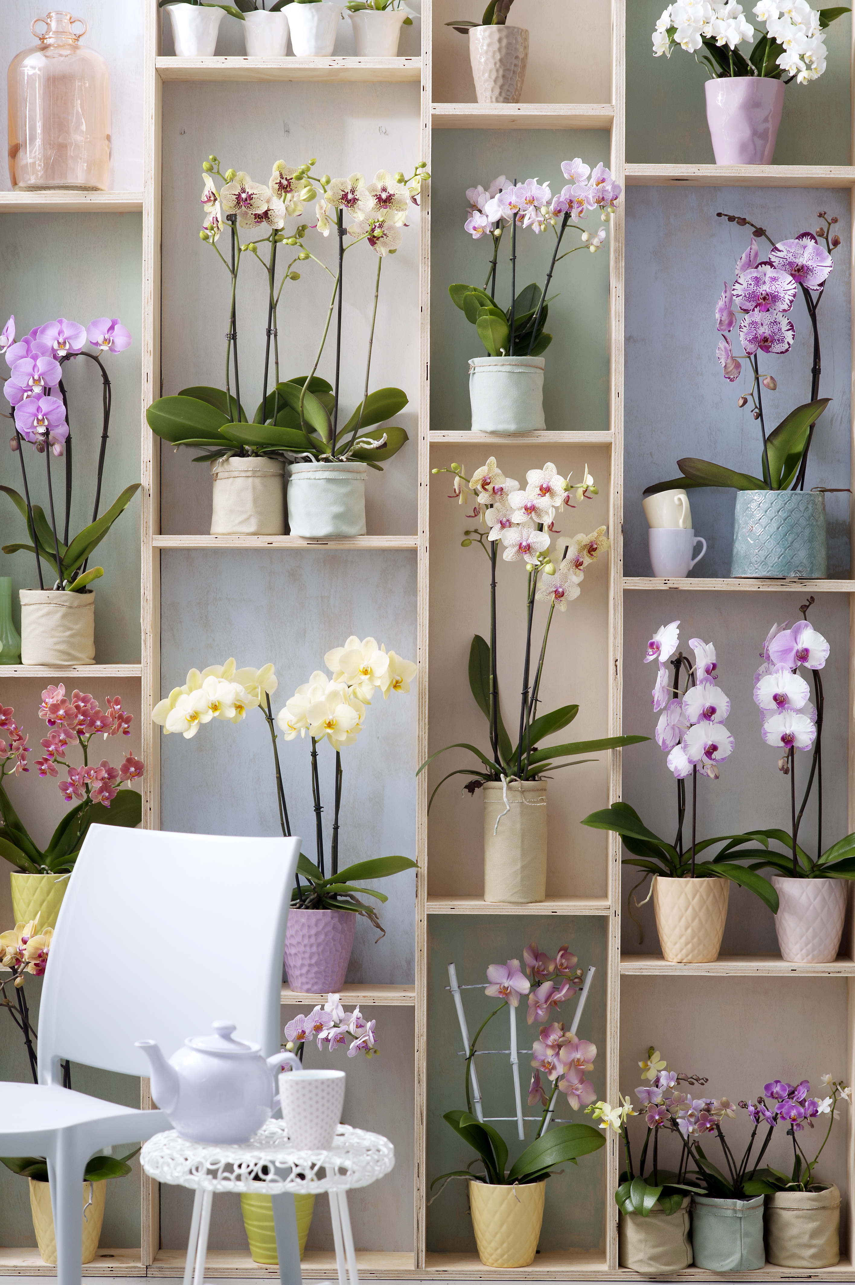 Phalaenopsis (Orchidee)