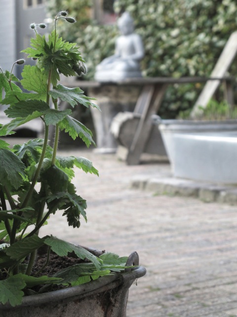 Binnenkijken bij Gea Tuin