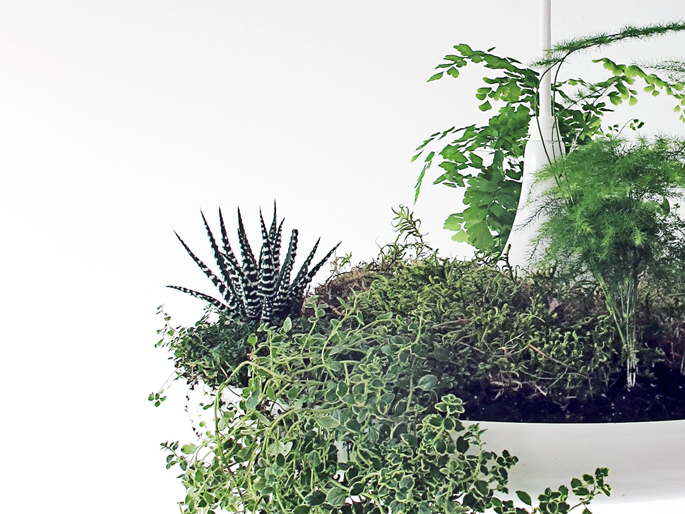 Originele lamp met planten