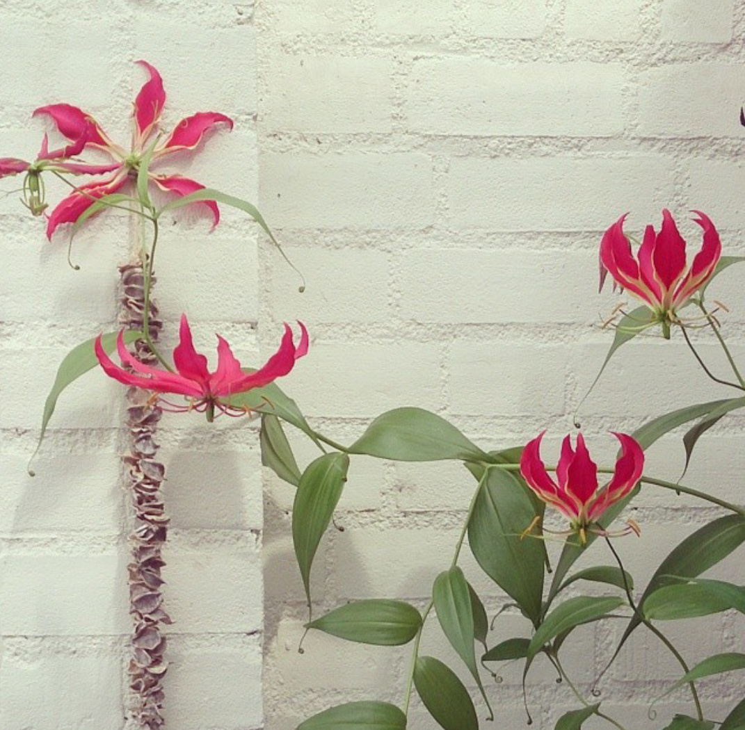 gloriosa in pot