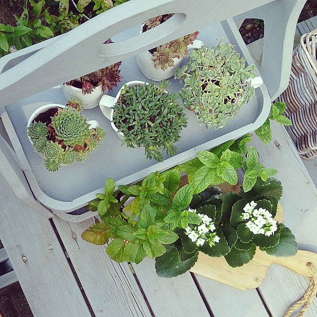 vetplantjes op de tuintafel