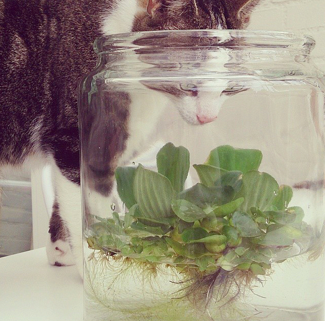 waterplanten in pot