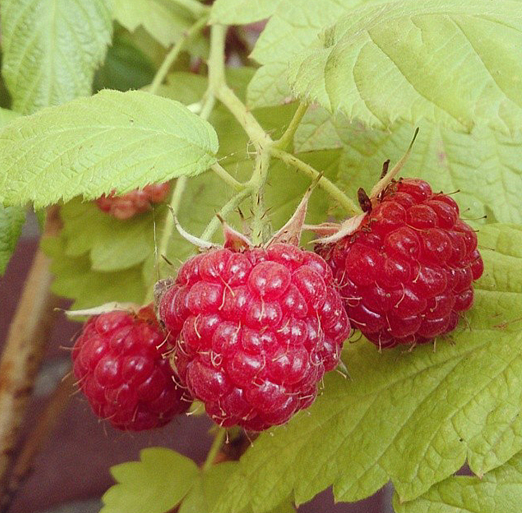 frambozenstruik in pot