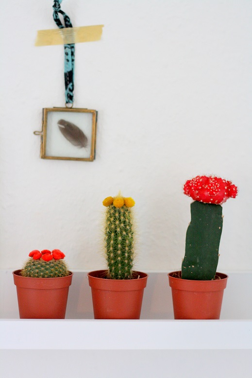Cactussen onderhouden