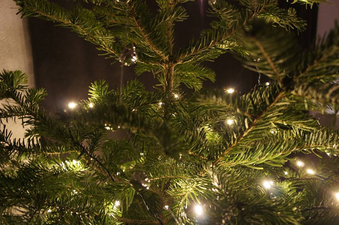 Kerstboom