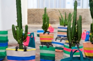 2-cactus-in-interieur-kl.jpg