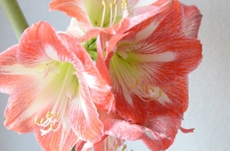 lente-gevoel-met-bloemen-kl.jpg