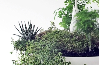 originele-lamp-met-planten-kl.jpg