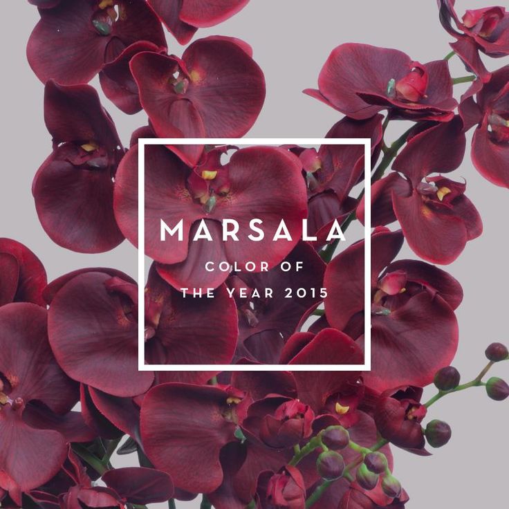 Marsala = Pantone kleur van het jaar