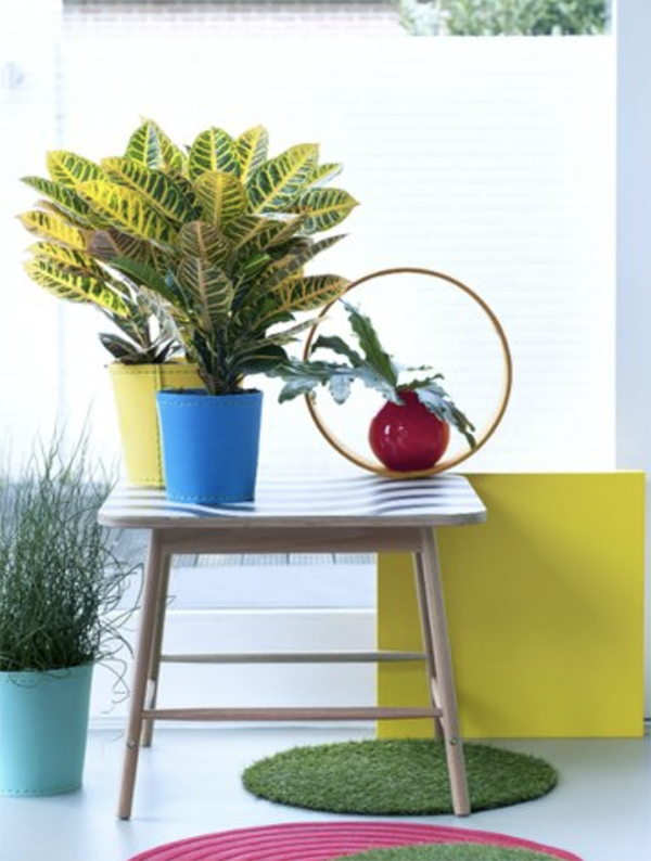 Plantentrend 2018