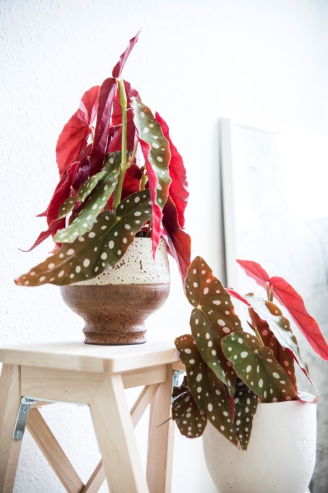 Polkadot begonia