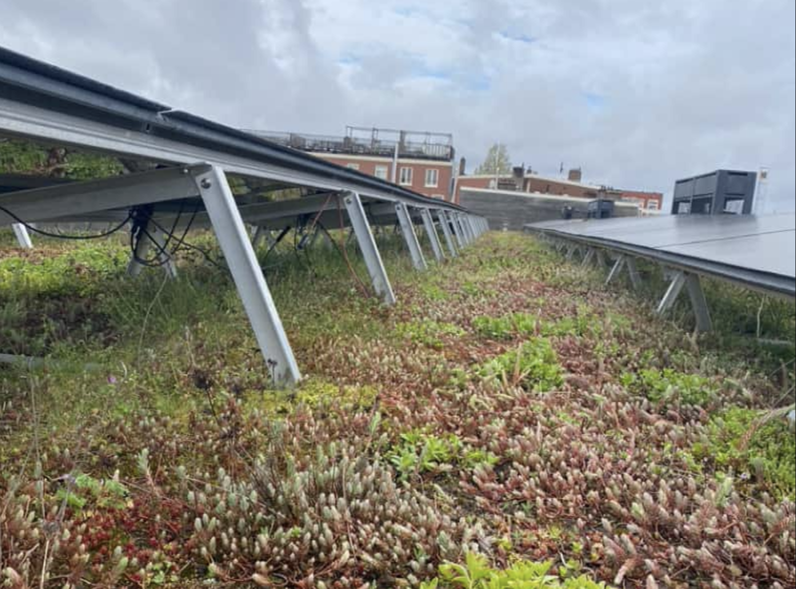 Energie besparen met het dak van de toekomst – zonnepanelen én een sedum dak, kan dat?