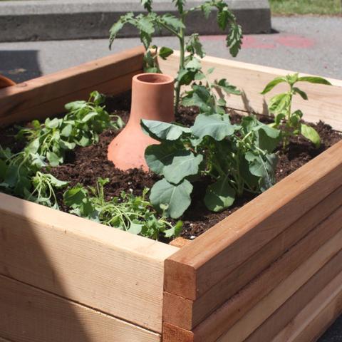 Tuinplanten water geven in de zomer