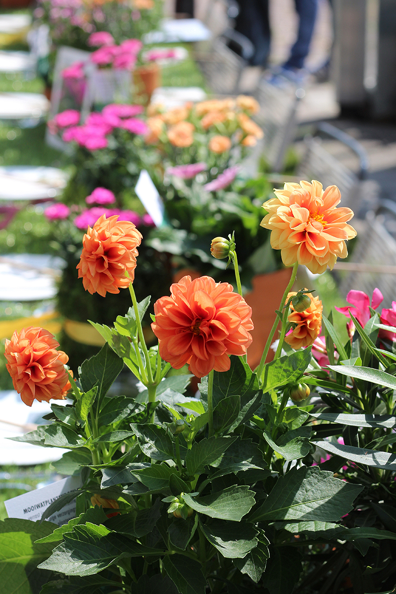 Plantenverkiezing