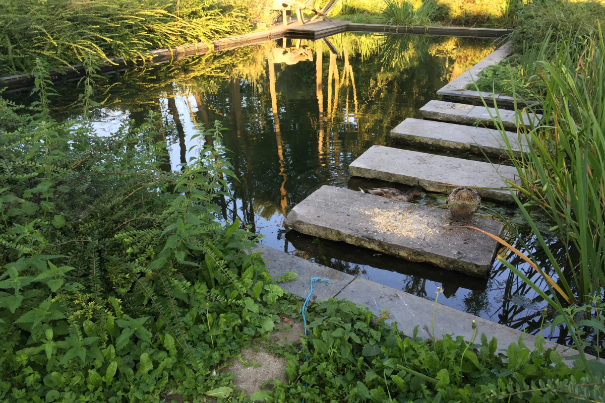 Maak een zwemvijver – geniet het hele jaar van water in je tuin